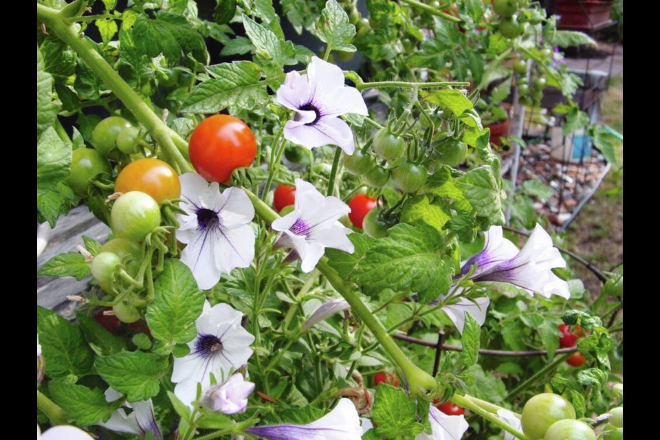 This unintended display of cherry tomatoes and petunias together resulted from leaving a potted tomato stem to droop down into the flowers. HELEN CHESNUT 