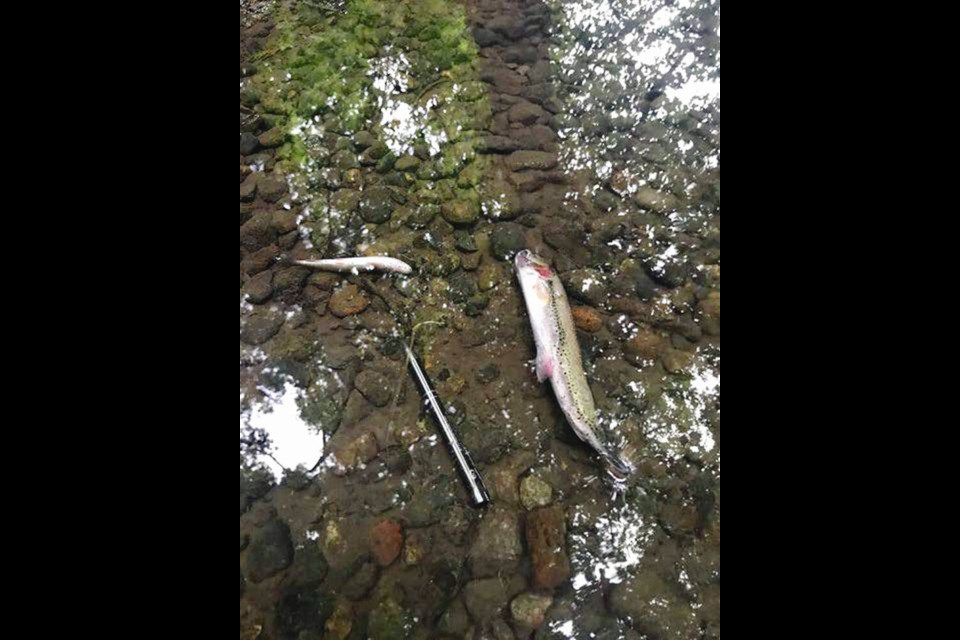 Some of the dead fish collected by the Peninsula Streams Society in June 2021. B.C. CONSERVATION OFFICERS SERVICE 