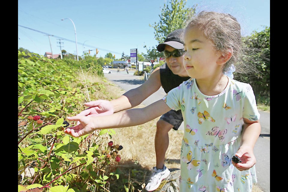 Wil Chin and his daughter Bella, six, pick blackberries on the Lochside trail at McKenzie Avenue and Borden Street on Monday. Blackberries are now ripe on farms and in the wild and local produce is filling store shelves. ADRIAN LAM, TIMES COLONIST Aug. 8, 2022 