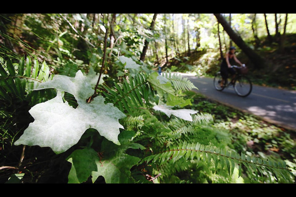 Maple trees along the Galloping Goose trail near Talcott Road in View Royal have a silver sheen to them, the result of a powdery mildew. ADRIAN LAM, TIMES COLONIST 