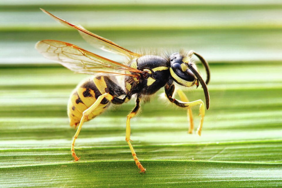 web1_wasp-richard-bartz-wikimedia