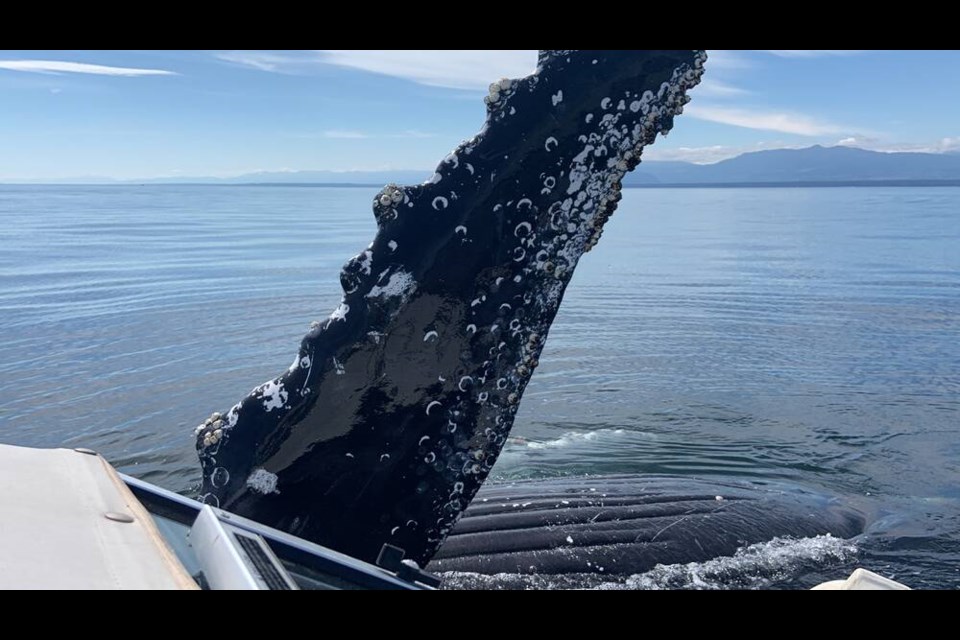 A humpback whale got up close and personal with a Cumberland family boating northeast of Campbell River on Tuesday, Aug. 2, 2022. COURTESY ALEX BOWMAN AND ALEKS MOUNTS