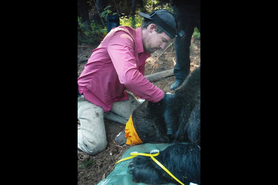 Clayton Lamb, a post-doctoral student at University of B.C. Okanagan, shown here with a tranquilized bear, has lobbied for a later start to the trapping season in southeast B.C. after discovering seven per cent of the grizzly bears they studied had toes chopped off by traps. SUBMITTED 