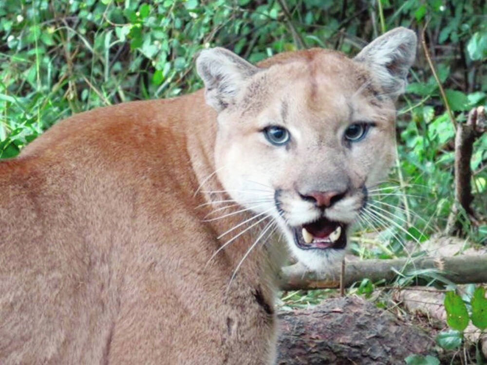 Fairfield woman says she spotted cougar on Sunday morning walk - Victoria  Times Colonist