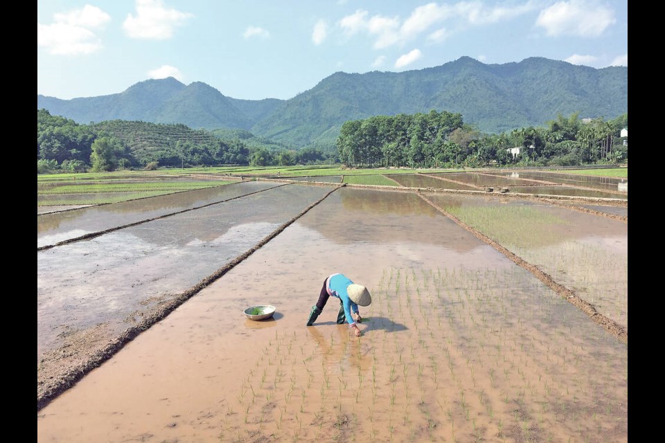 Hand-planting rice seedlings in Mai Chau. DAVID SOVKA 