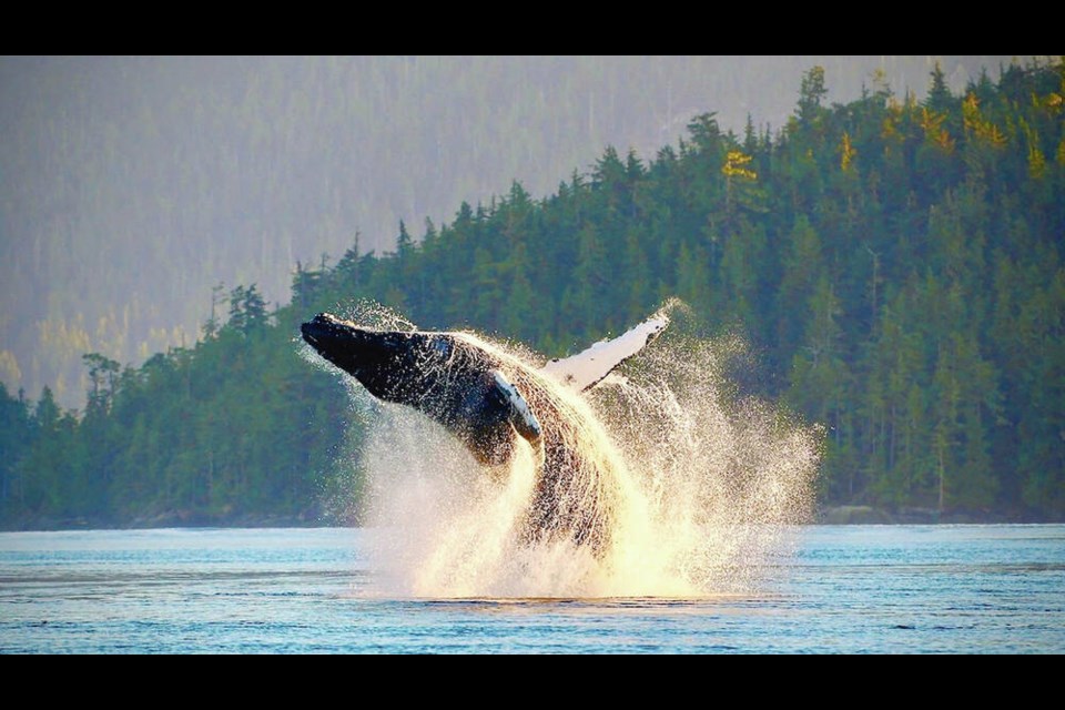 Inukshuk, a humpback known for his singing, breaches in the waters off northeast Vancouver Island. VIA JACKIE HILDERING, MERS 