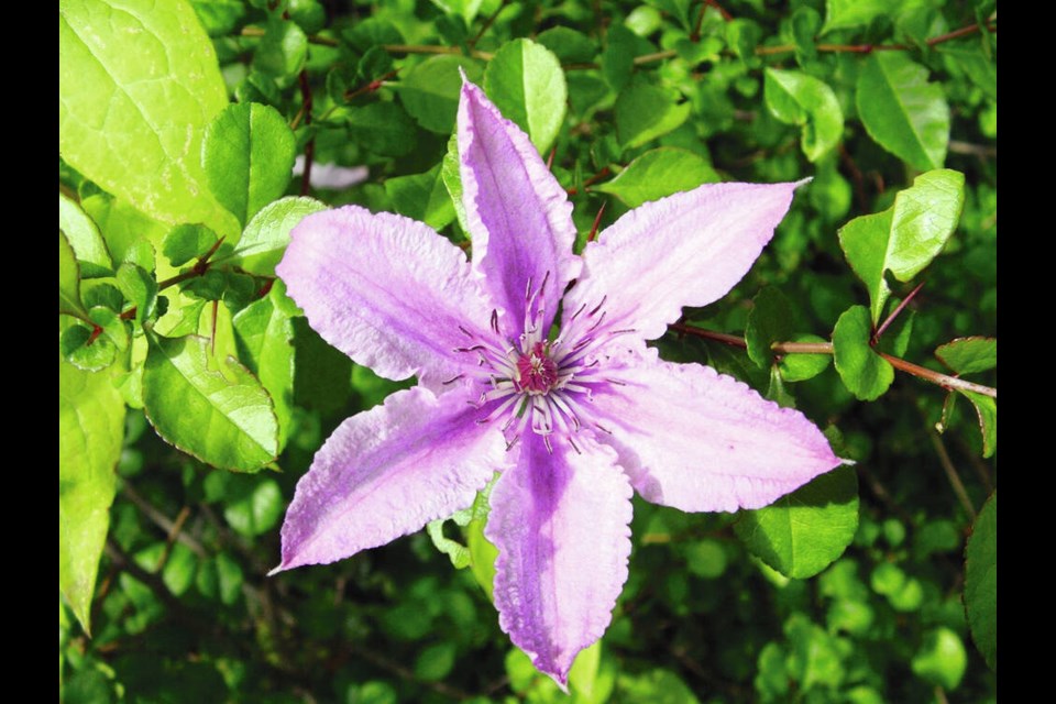 The colouring of Barbara Dibley clematis blooms is most vivid, and the flowers most long-lasting, in part shade or well-filtered sunlight. HELEN CHESNUT 