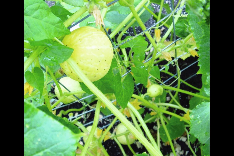 Lemon cucumber is a heritage variety with crisp, juicy flesh. HELEN CHESNUT 
