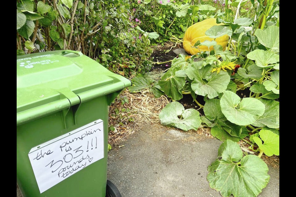 A handmade sign updates passersby on the weight of a giant pumpkin that grows in the driveway of a Fernwood house. TIMES COLONIST 