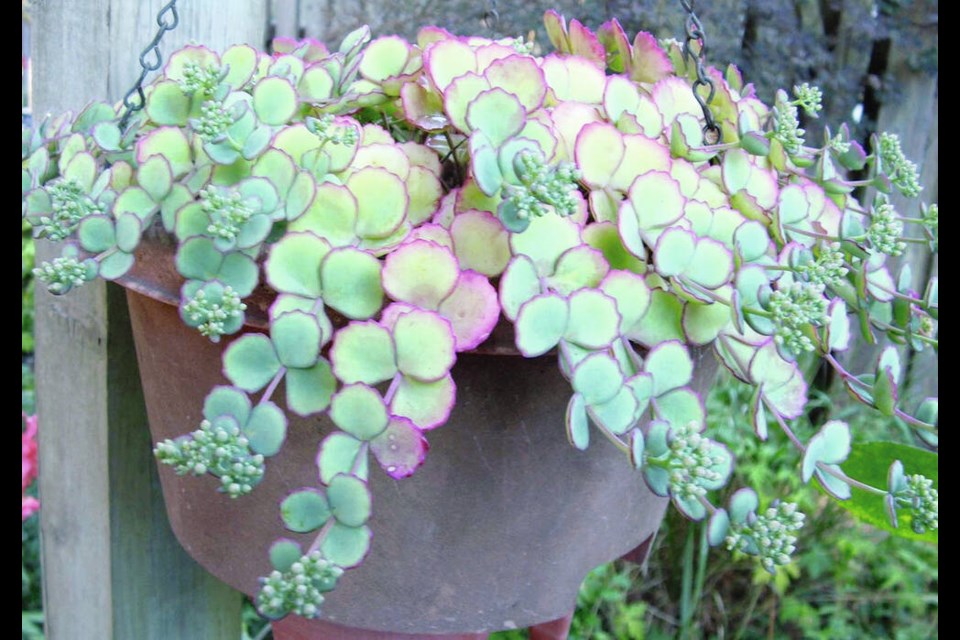 Sedum sieboldii is lovely through the summer. With hot weather, the pink leaf edging becomes more vivid. HELEN CHESNUT 
