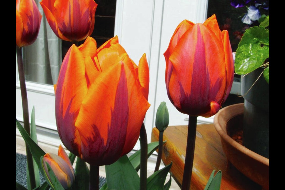 Tulip Princess Irene is an heirloom, introduced in 1949. The substantial flowers are brilliant orange, flamed in purple. HELEN CHESNUT 