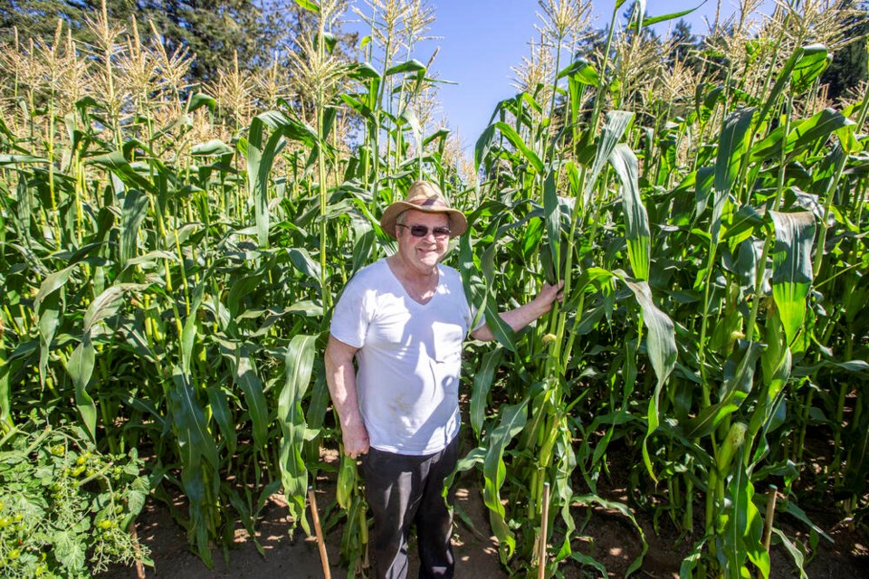 Dave Pollock stands amid his corn crop. The Pollack family is celebrating more than 100 years of farming. DARREN STONE, TIMES COLONIST 