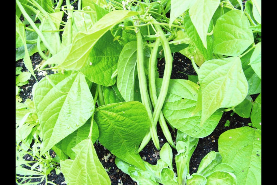 Summer-like growing conditions lasting into early autumn allowed an August seeding to begin producing young filet beans in early October. HELEN CHESNUT 