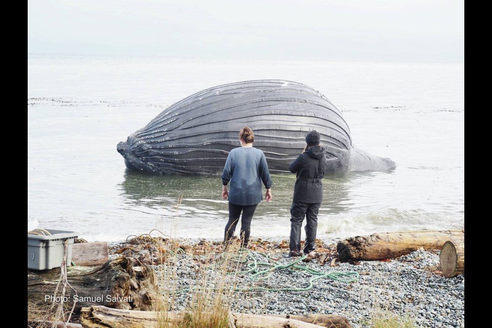 The body of a dead humpback whale floats off Malcolm Island. SAMUEL SALVATI  