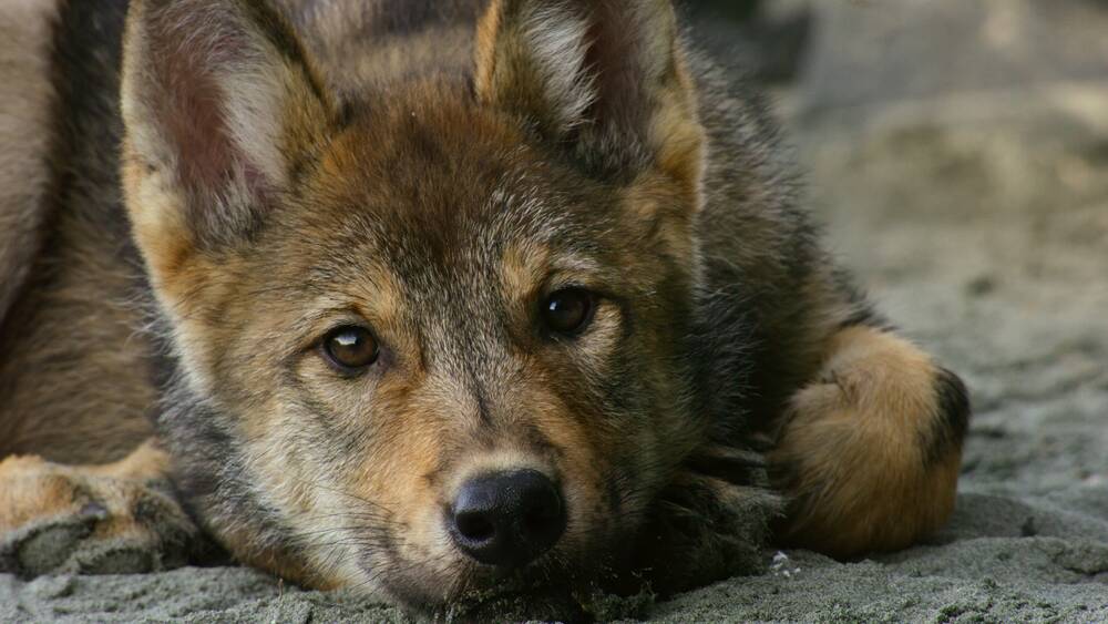 Vancouver Island wildlife stars in Netflix series Island of the Sea Wolves - Victoria Times Colonist Vancouver Island wildlife stars in Netflix series Island of the Sea Wolves - Victoria Times Colonist
