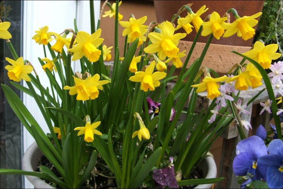 Early-flowering, miniature daffodils are popular as a top layer in a tiered spring flower bulb planting. HELEN CHESNUT 