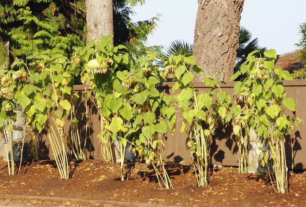 Helen Chesnut’s Garden Notes: Sunflowers are useful as well as beautiful