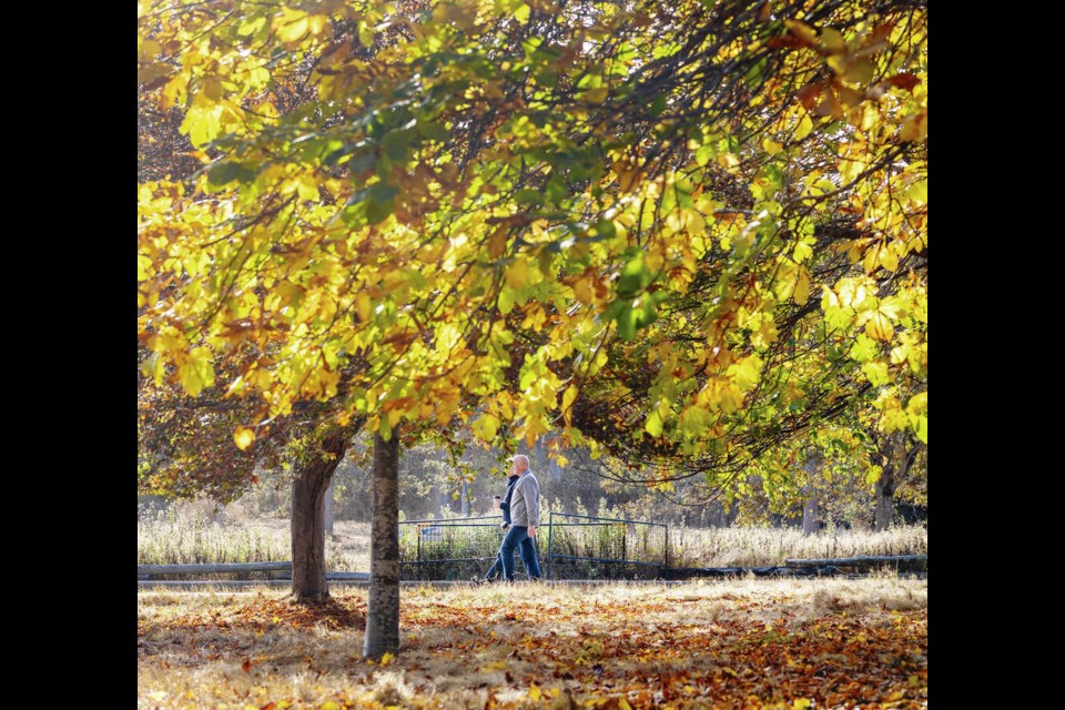 Until rain started falling on the weekend, Greater Victoria had experienced the driest 90-day period in its recorded history, while areas such as Courtenay, Duncan and Port Alberni have received less than 3% of their typical autumn rainfalls. DARREN STONE, TIMES COLONIST 