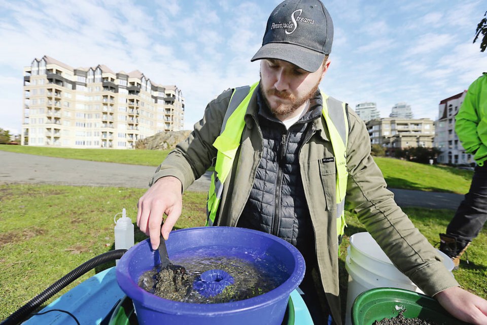 Austin Nolan with Peninsula Streams and shorelines looks for surf smelt eggs in a batch of collected sand. Each egg measures about three-quarters of a millimetre, he says. ADRIAN LAM, TIMES COLONIST 