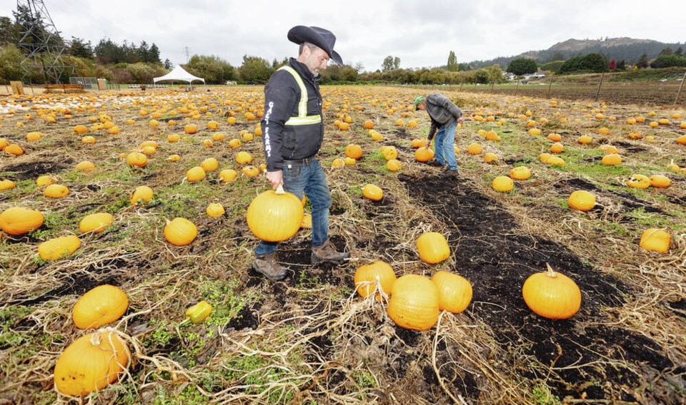 web1_vka-pumpkins-2369