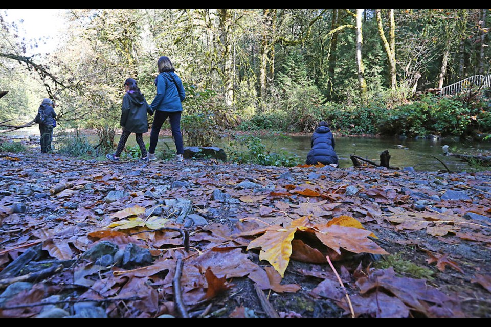 Visitors to Goldstream Park check out the fall colours and look for salmon in the river, a popular spawning location. The CRD started releasing pulses of water into the Goldstream River this week to help entice salmon into the river to spawn. ADRIAN LAM, TIMES COLONIST 