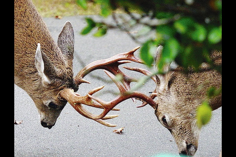 Two bucks lock horns as part of the fall rut, when they compete for female mates. BRIAN ECCLES 