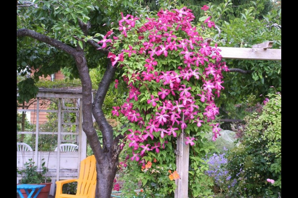 Summer-flowering clematis vines like this small-flowered Clematis viticella, and some larger-flowered varieties, bloom on new growth. 