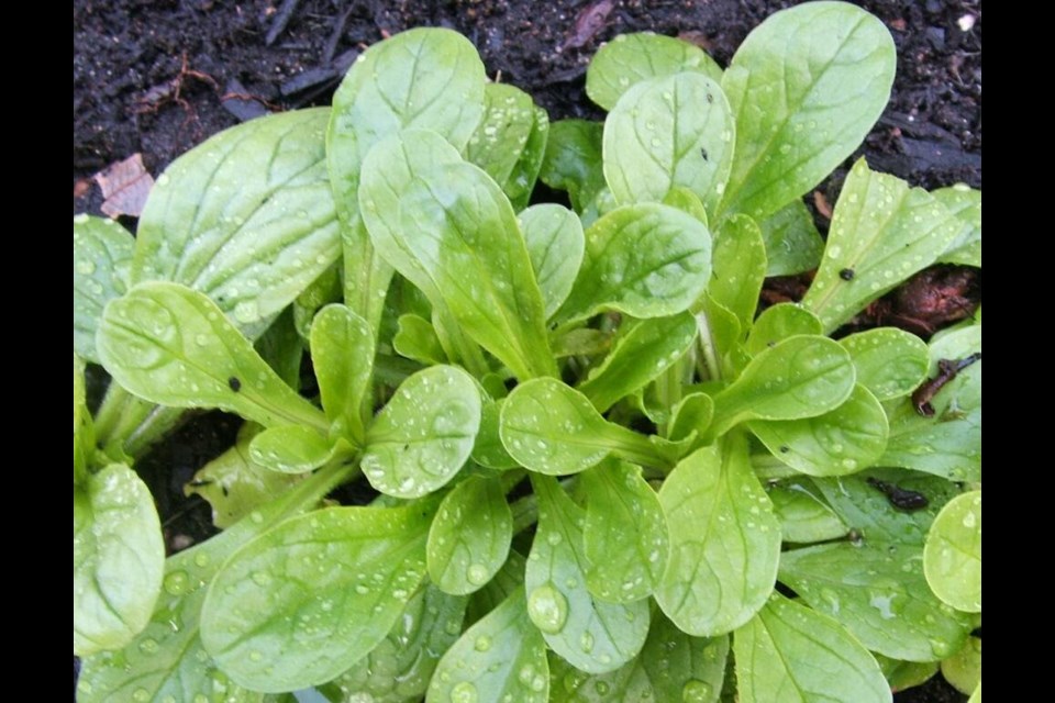 Corn salad (lambs lettuce, mache) is one of the hardiest salad greens. HELEN CHESNUT 