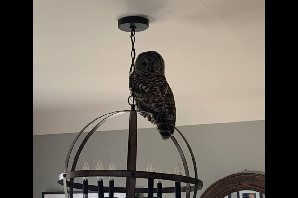 Barred owl in Musgrave Street home on Saturday.   TINA GABOURY.   Nov. 12, 2022