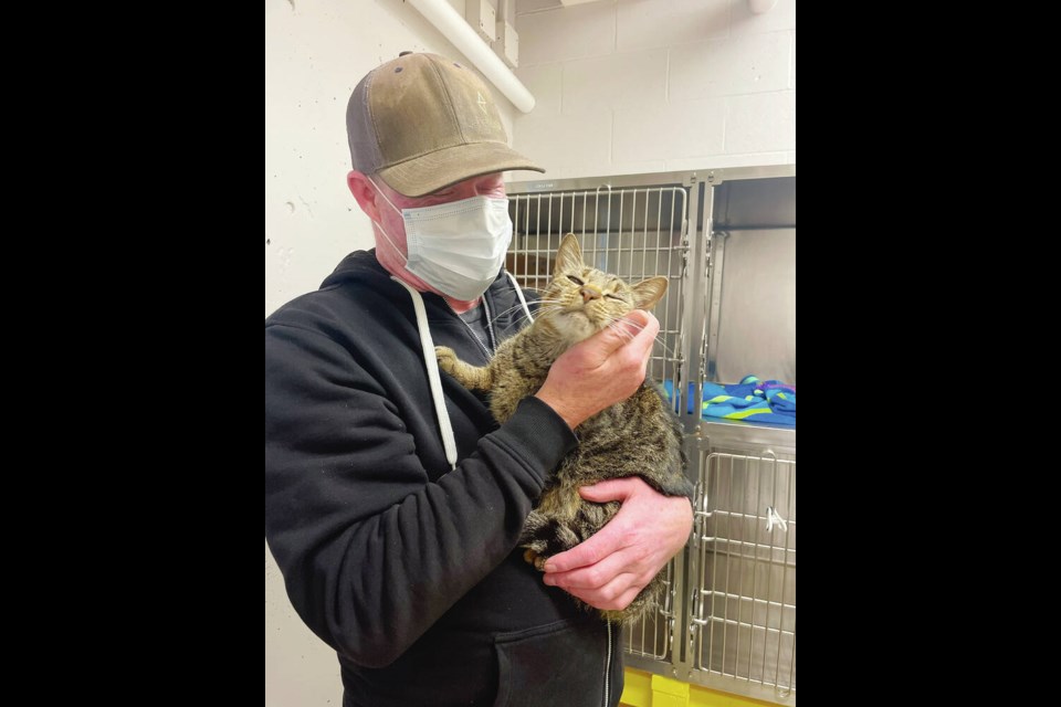 Hobbes, a three year-old tabby, enjoys a scratch behind his ear after being reunited with his owner at the Nanaimo branch of the B.C. SPCA on Sunday. VIA NANAIMO BRANCH OF THE B.C. SPCA