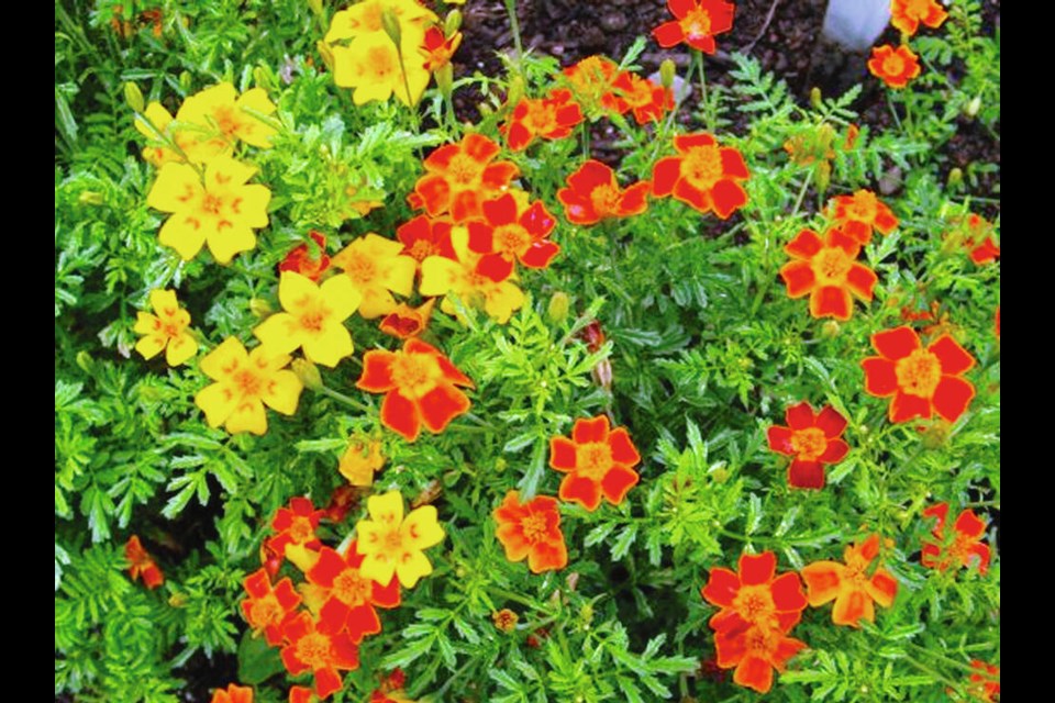 Signet marigolds continue blooming well into autumn. They were introduced into the United States in the late 18th century. The flower petals and feathery foliage are edible. HELEN CHESNUT 