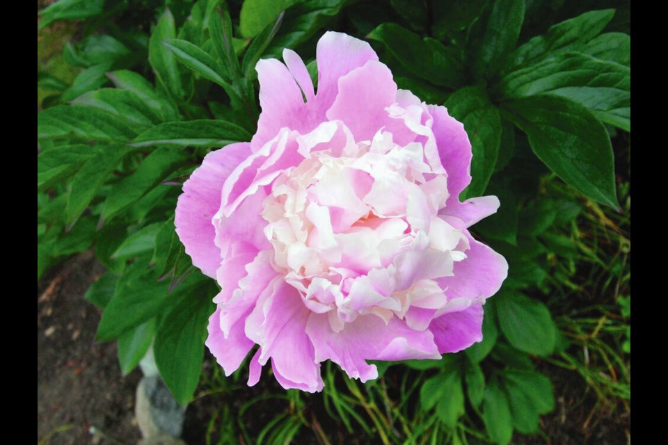 Peonies are beautiful perennial plants that are very hardy. To help keep future growth healthy, it's important to cut down and clear away top growth as it dies back in the fall. HELEN CHESNUT 