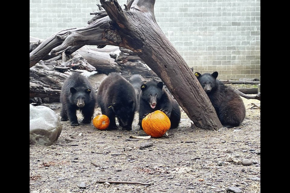Five bear cubs orphaned this spring get a treat of pumpkins at the North Island Wildlife Recovery Centre. All five — three females and two males — are candidates for release next summer after a careful rearing process at the ­centre, which has raised and released more than 200 young bears since the ­program began in 1997.  NORTH ISLAND WILDLIFE  RECOVERY CENTRE 