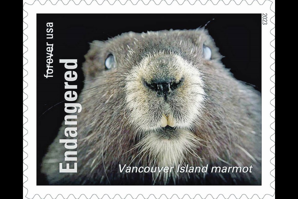 U.S. stamp features the Vancouver Island marmot. The series of 20 stamps due out early next year is intended to mark the 50th anniversary of the Endangered Species Act in the United States. Via U.S. Postal Service 