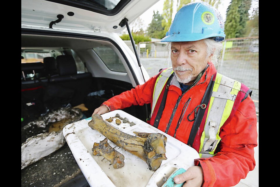Ed Davies with old bison bones found at the excavation site for a new Nigel House near Saanich Municipal Hall. ADRIAN LAM, TIMES COLONIST 