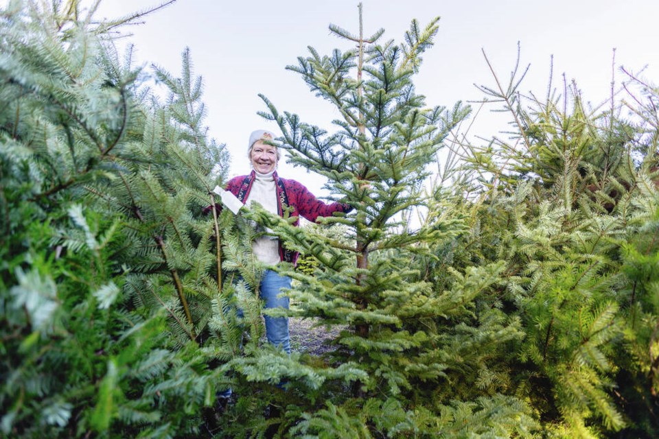 Joan Fleming of the Saanichton Christmas Tree Farm with a grand fir, one of this year's trees. DARREN STONE, TIMES COLONIST 