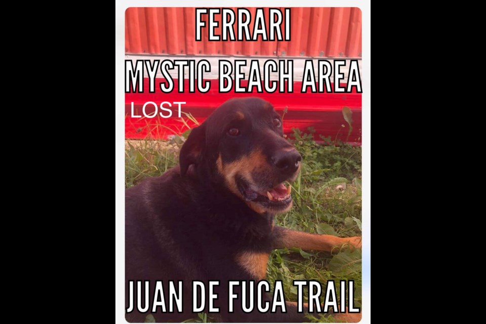 Ferrari, an older male Rottweiler, was one of three dogs aboard the vessel when it grounded at San Simon Point in the Mystic Beach-China Beach area late Tuesday. VIA ROAM 