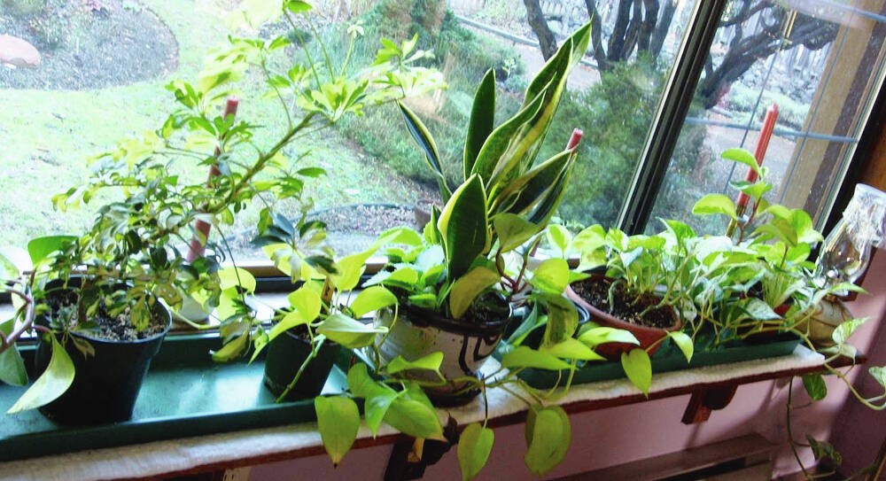 Gardening tips: How to care for houseplants in fall, winter