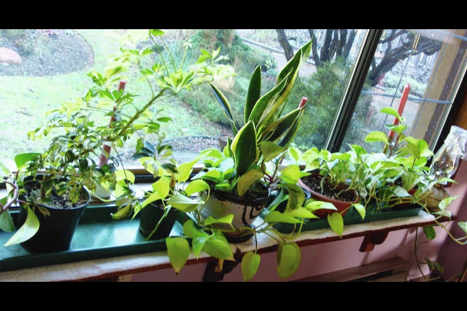 Houseplants set together on watertight trays are easier to water and benefit from the increased humidity.  HELEN CHESNUT 