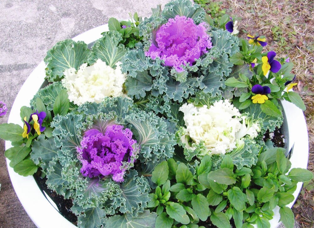 Garden tips: Use ornamental kale for colour in fall, winter Garden tips: Use ornamental kale for colour in fall, winter