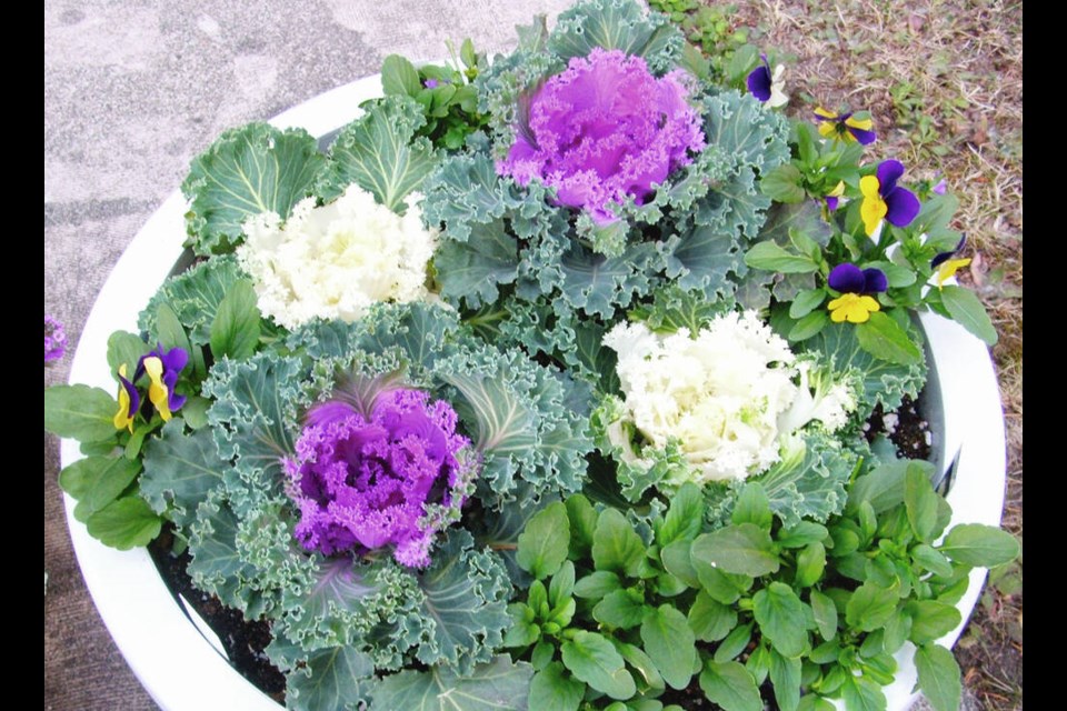 One type of flowering kale is used for fall and winter interest in garden beds and planters. HELEN CHESNUT 