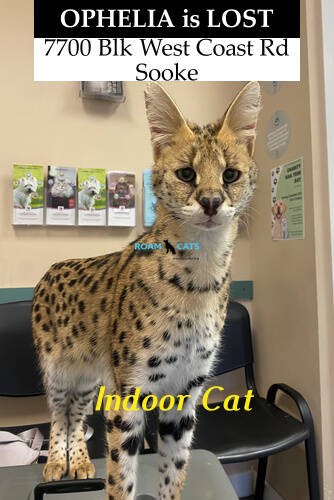 Ophelia, a two-year-old serval cat, is missing from 7700-block of West Sooke Road. VIA ROAM 