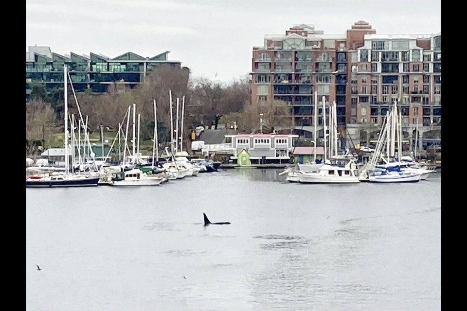 Cathy Potter photographed a transient orca from her condominium window on the Songhees, looking across at Fishermans Wharf, where the orca was hunting seals on Monday, Dec. 5, 2022. CATHY POTTER 