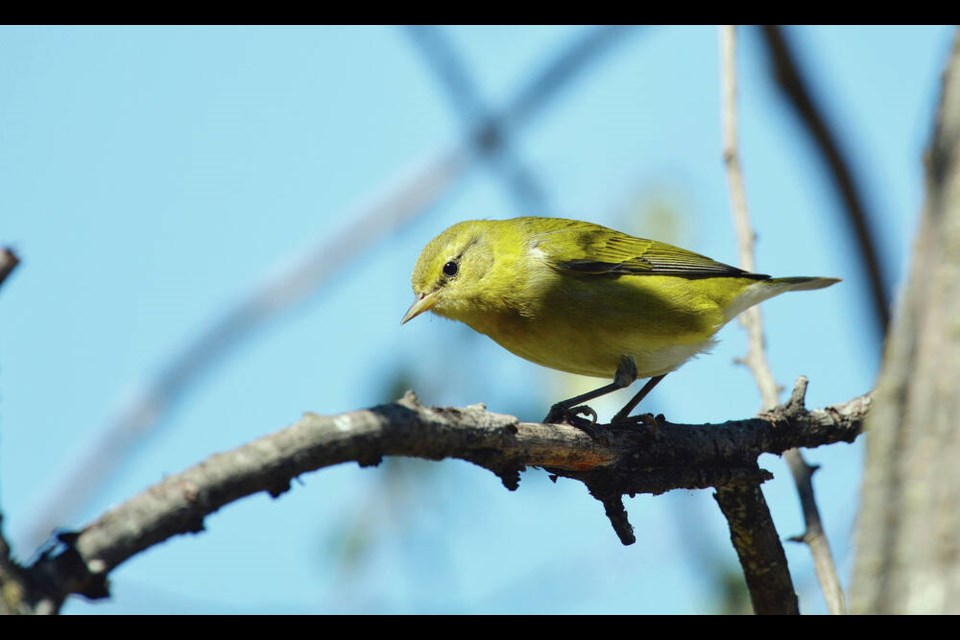 Last year, three new species were added to the list, including a Tennessee warbler, usually seen in eastern North America. ANDY REAGO & CHRISSY MCCLARREN VIA WIKIMEDIA COMMONS 