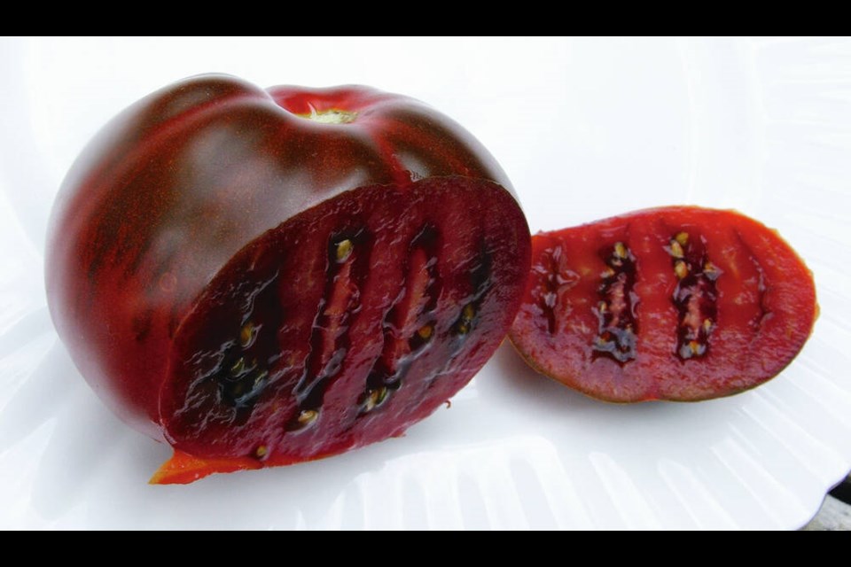 An heirloom tomato, Japanese Black Trifele, has been described as one of the best Russian black 
tomatoes. HELEN CHESNUT PHOTOS 