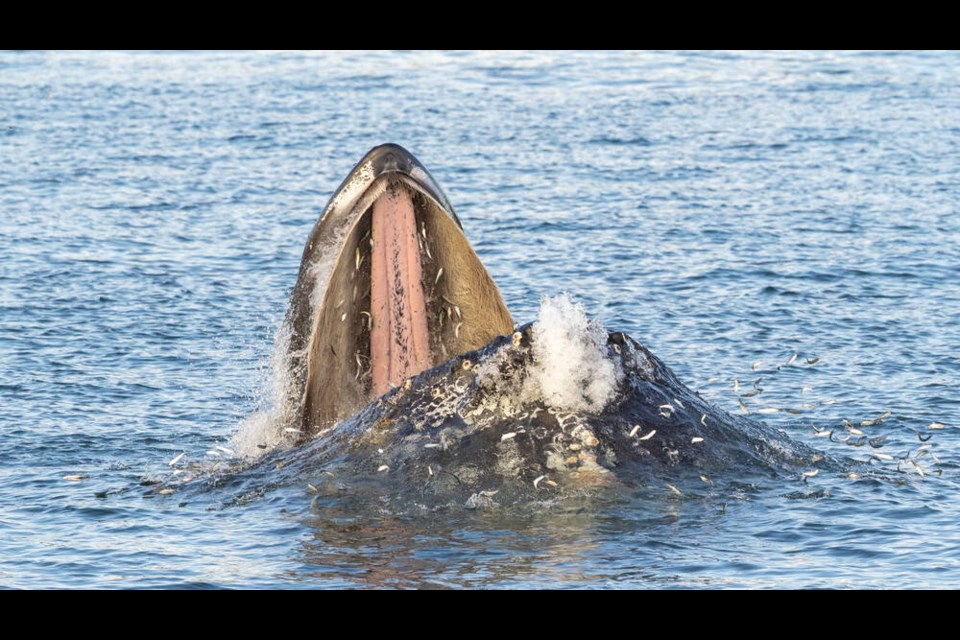 A humpback whale surfaces to swallow small fish and krill in the Salish Sea. CLINT WILLIAM, EAGLE WING TOURS 