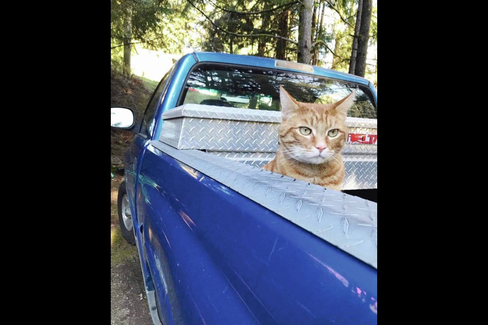 Josh Denniss cat OMalley. VIA JOSH DENNIS 