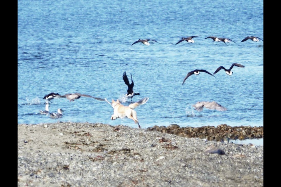 An unleashed dog chases Brant geese at Island View Beach. Ann Nightingale 