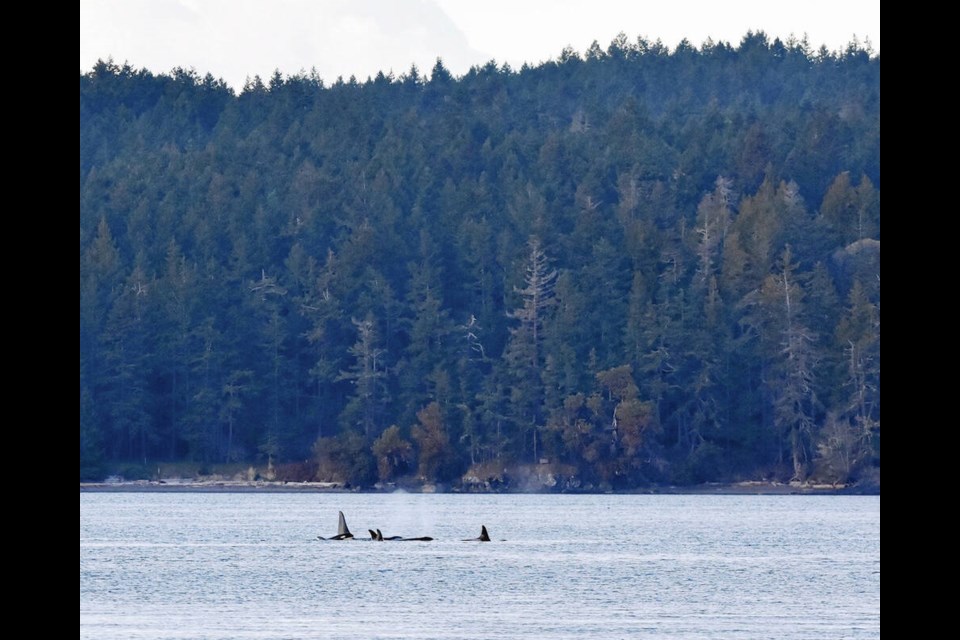 Southern resident killer whales. ORCA BEHAVIOR INSTITUTE 