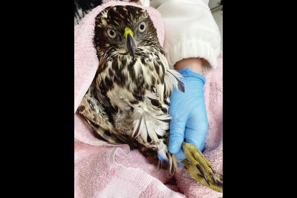 Blood tests showed the male goshawk had been poisoned by lead, which leeched into its blood from the lead shot. SUBMITTED 